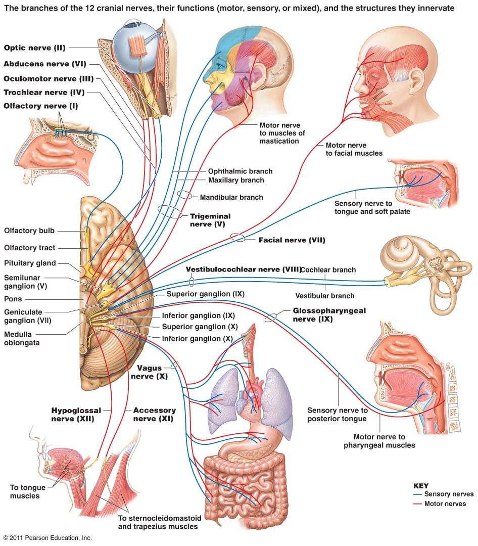 The  Cranial Nerves - Sensory and Motor functions