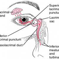 Syringing the Lacrimal Drainage System