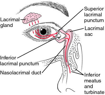 Syringing Lacrimal Drainage System